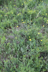 Pastinaca armena