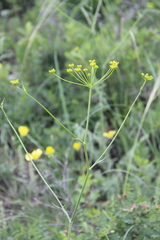 Pastinaca armena