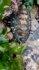 Acanthopleura echinata