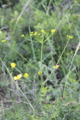 Pastinaca armena