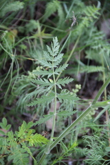 Pastinaca armena