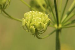 Pastinaca clausii