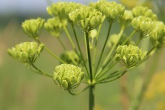 Pastinaca clausii