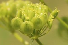 Pastinaca clausii
