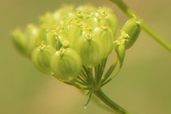 Pastinaca clausii