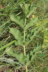Pastinaca clausii