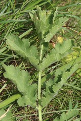 Pastinaca clausii