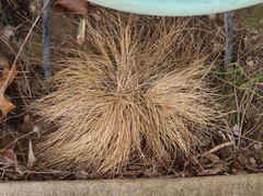 Festuca saximontana purpusiana