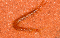 Cryptopidae