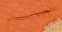 Cryptopidae