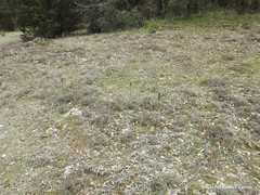 Bellardia trixago
