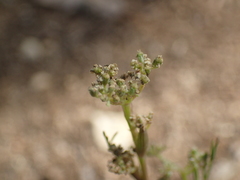 Seseli montanum
