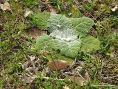 Salvia aethiopis