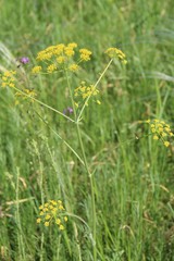 Pastinaca clausii