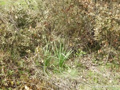 Asphodelus serotinus