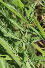 Pastinaca clausii