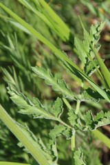 Pastinaca clausii