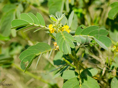 Senna uniflora