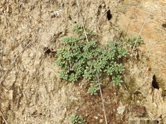 Alyssum serpyllifolium