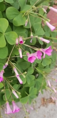Oxalis articulata rubra