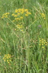 Pastinaca clausii