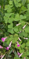 Oxalis articulata rubra