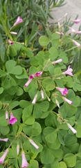 Oxalis articulata rubra