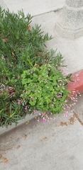 Oxalis articulata rubra