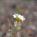 Sand Rock-Cress - Photo (c) Oskar Gran, some rights reserved (CC BY-NC)