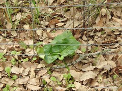 Arum cylindraceum