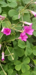 Oxalis articulata rubra
