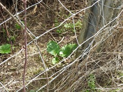 Arum cylindraceum