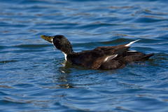 Anas platyrhynchos domesticus