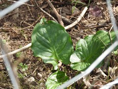 Arum cylindraceum