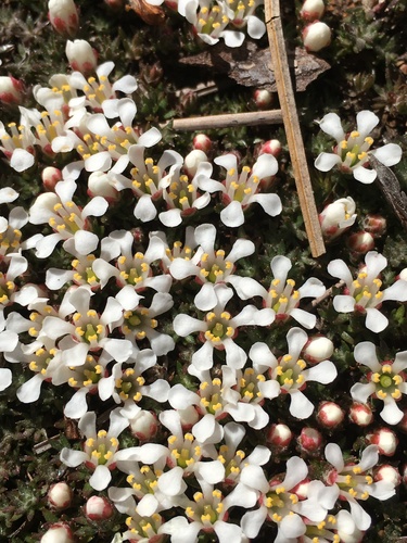 Littleleaf pixiemoss (Pyxidanthera brevifolia)