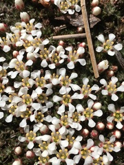 Pyxidanthera brevifolia