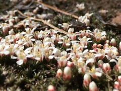 Pyxidanthera brevifolia
