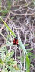 Zygaena graslini