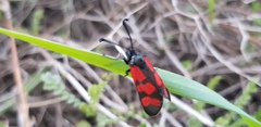 Zygaena graslini