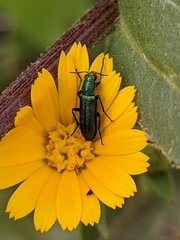 Psilothrix viridicoerulea