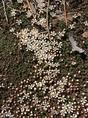 Pyxidanthera brevifolia