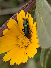 Psilothrix viridicoerulea