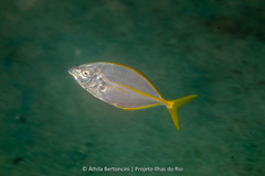 Pseudocaranx dentex