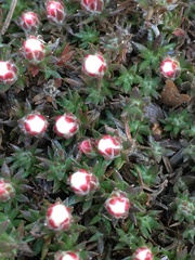 Pyxidanthera brevifolia