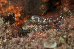 Parablennius marmoreus