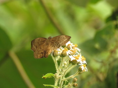Achlyodes