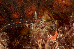 Emblemariopsis signifer