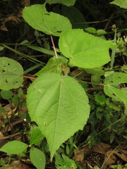Heliocarpus americanus