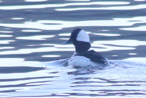 Bufflehead photographed in Arizona