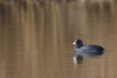 Fulica atra